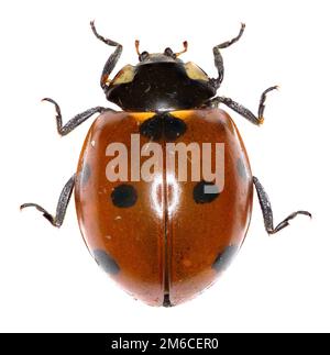 Sette-spot Ladybird su sfondo bianco - Coccinella septempunctata (Linnaeus, 1758) Foto Stock