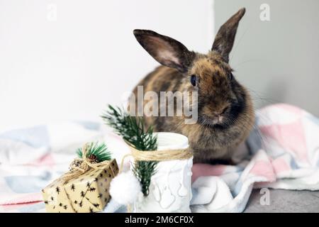 Una lepre tricolore è seduta su una coperta da letto con un giocattolo dell'albero di Natale Foto Stock