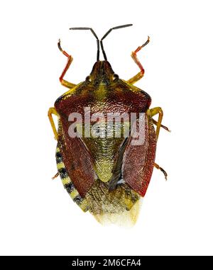 Nero-spallamento bug di protezione su sfondo bianco - Carpocoris purpureipennis (de Geer, 1773) Foto Stock