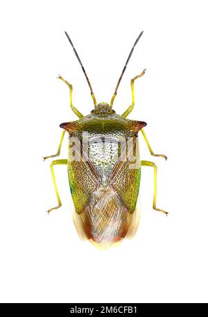 Biancospino scudo Bug su sfondo bianco - Acanthosoma haemorrhoidale (Linnaeus, 1758) Foto Stock