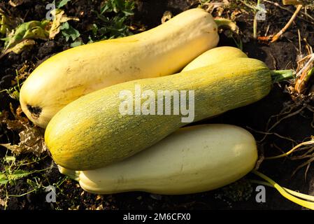 Zucchine mature gialle giacenti sulla terra. Foto Stock