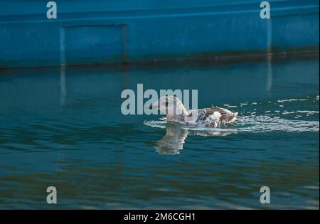 Black Guillemot in piumaggio invernale Foto Stock