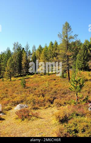 Larici leggermente ingialliti e pini alti sempreverdi su una collina all'inizio dell'autunno. Altai, Siberia, Russia. Foto Stock