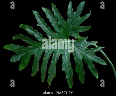 grandi foglie verdi tropicali di filodendro su sfondo nero Foto Stock