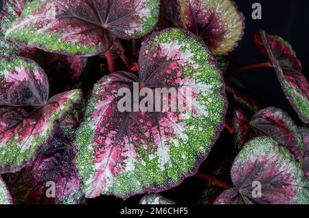 primo piano di colorate foglie di begonia di viola e verde Foto Stock