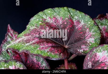 primo piano di colorate foglie di begonia di viola e verde Foto Stock