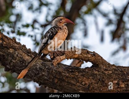 Un Hornbill (Tockus rufirostris) con fattura rossa meridionale arroccato su un albero. Kruger National Park, Sudafrica. Foto Stock