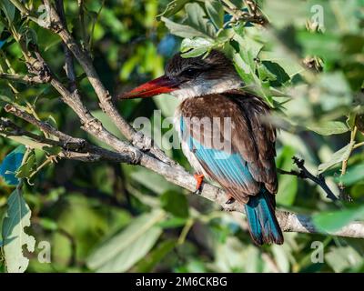 Un Martin pescatore con cappuccio marrone (Halcyon albiventris) arroccato su un ramo. Kruger National Park, Sudafrica. Foto Stock