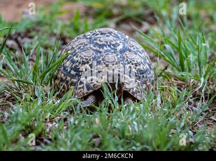 Una tartaruga leopardata (Stigmochelys pardalis) in erba. Kruger National Park, Sudafrica. Foto Stock