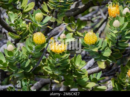 Un Cape Sugarbird (Promerops cafer) che si nutrono di fiori gialli di Fynbos, o Pincushion Protea. Capo Occidentale, Sudafrica. Foto Stock