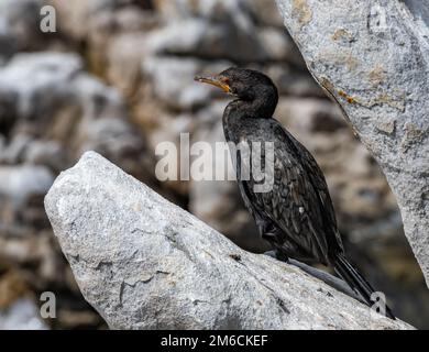 Un cormorano coronato (Microcarbo coronatus) arroccato su un affioramento roccioso. Capo Occidentale, Sudafrica. Foto Stock