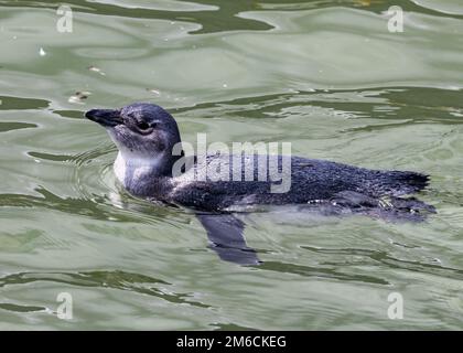 Un giovane pinguino africano (Spheniscus demersus) che nuota in acqua. Capo Occidentale, Sudafrica. Foto Stock