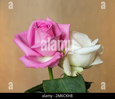 Rosa e bianco roseboccioli di luce naturale Foto Stock