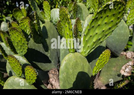 Tamponi di verde su un fico d'india cactus Opuntia ficus-indica. Foto Stock