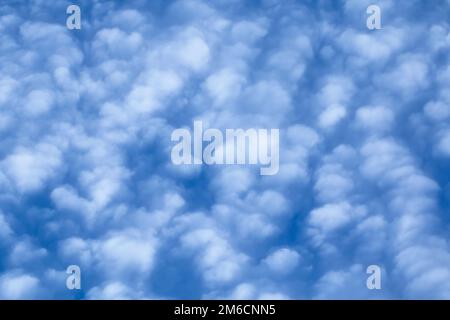 Nuvole di Cirrocumulo soffocate contro il cielo blu Foto Stock
