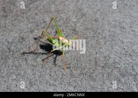 Chiazzato boccola maschio di Cricket sul tappeto durante l'estate. Foto Stock