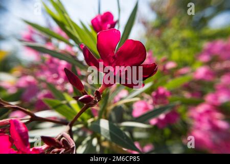 Fiore e gemme di Oleander di Nerium rosso fioriscono in un giorno d'estate. Foto Stock