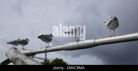 Gruppo di gabbiani di aringa che poggia sul supporto del ponte Foto Stock