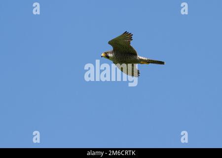 Falco pellegrino battenti intorno alle rocce di un estate giornata di sole nel cielo blu Foto Stock