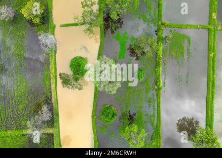 Veduta aerea del riso con acqua e alberi Foto Stock