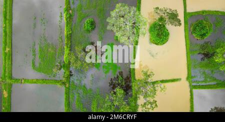 Veduta aerea del riso con acqua e alberi Foto Stock