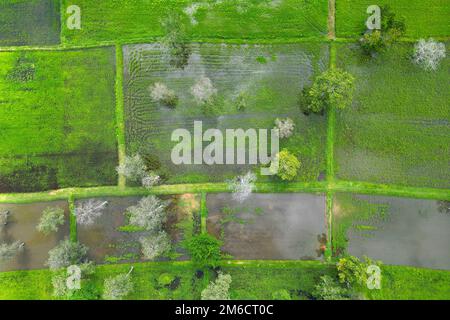 Veduta aerea del riso con acqua e alberi Foto Stock