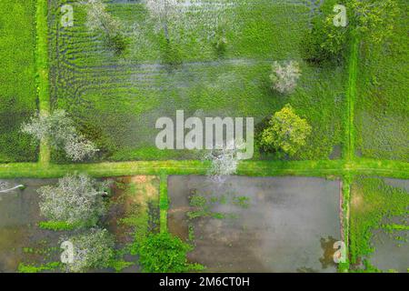 Veduta aerea del riso con acqua e alberi Foto Stock