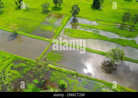 Veduta aerea del riso con acqua e alberi Foto Stock