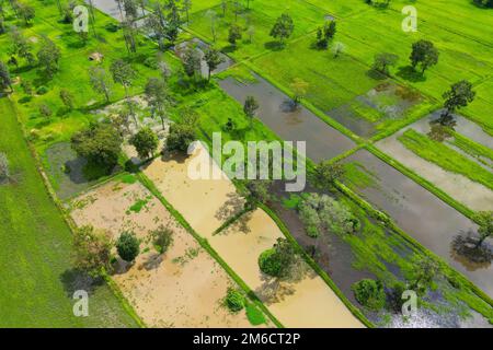 Veduta aerea del riso con acqua e alberi Foto Stock