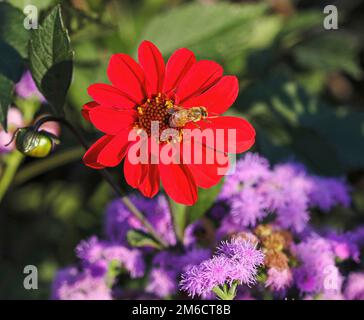 Un'ape dorata e di colore chiaro vola fuori da un grazioso fiore rosso di Zinnia sfalsato dai fiori di Ageratum o di filo di seta colorati di lavanda. Foto Stock