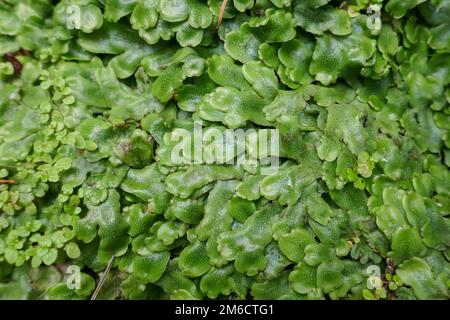 Spessa copertura di lussureggiante pianta verde di verriciolo Foto Stock