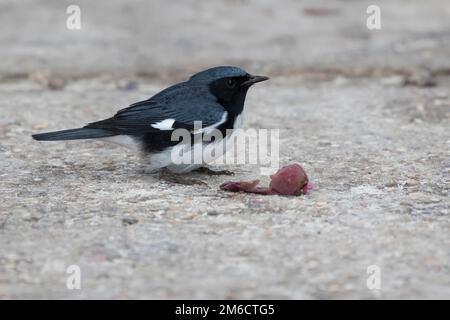 Warbler blu dalla gola nera che si trova su un sentiero nella foresta vicino alle bacche che che mangia Foto Stock