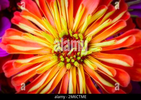Petali di Zinnia Foto Stock