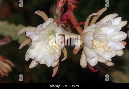FIORE ORCHIDEA CACTUS (EPIPHYLLUM LAUI) ANCHE CHIAMATO ARRAMPICATA O CACTUS FOGLIA. Foto Stock