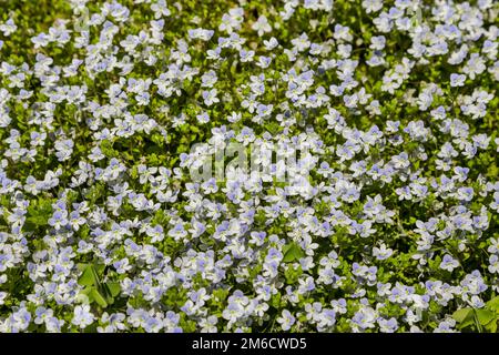 Sfondo a cornice di piccoli fiori blu chiaro in un giardino Foto Stock