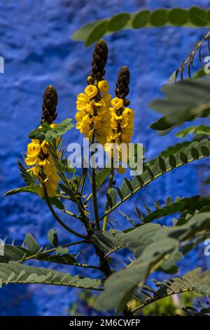 Popcorn cassia, chiamato anche burro di arachidi cassia (Senna didymobotrya) fiori sullo sfondo di un Foto Stock