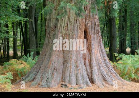 Sequoie giganti o Seqouia su Rhinefield Ornamental Drive nel New Forest National Park, Hampshire, Inghilterra, Regno Unito. Foto Stock