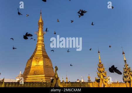 Cupola dorata di una pagoda buddista. Gregge di piccioni che volano intorno ad esso. Yangon, Myanmar Foto Stock