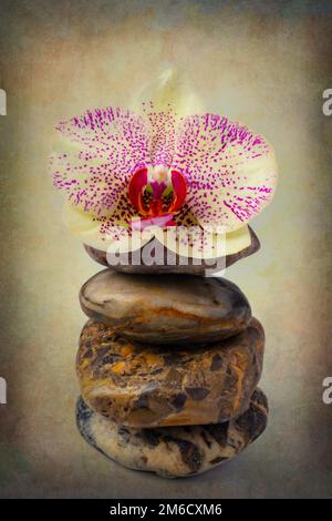 Orchidea sulle pietre di meditazione Foto Stock