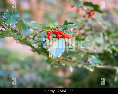 Agrifoglio (Ilex) con piccoli frutti rossi a fuoco selettivo. Crescere selvaggio in mezzo a foglie imperfette e morbido sfondo fuoco. Foto Stock