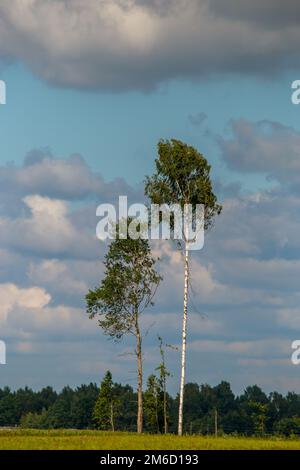 Paesaggio con alberi e cielo blu Foto Stock