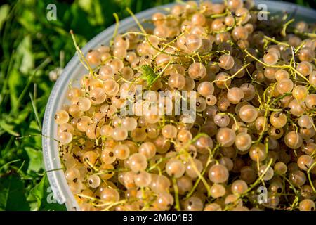 Ribes bianco su erba verde. Foto Stock