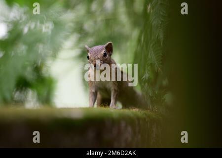 Gli scoiattoli di palma indiani sono noti per la loro agilità e abilità acrobatiche, in quanto sono in grado di correre su e giù alberi e altre superfici verticali. Foto Stock