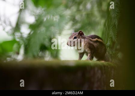 Gli scoiattoli di palma indiani sono noti per la loro agilità e abilità acrobatiche, in quanto sono in grado di correre su e giù alberi e altre superfici verticali. Foto Stock