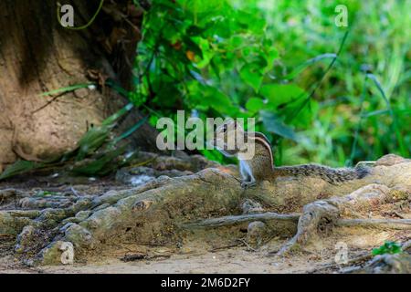 Gli scoiattoli di palma indiani sono noti per la loro agilità e abilità acrobatiche, in quanto sono in grado di correre su e giù alberi e altre superfici verticali. Foto Stock