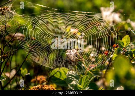 Gocce di rugiada sul ragnatela nella foresta. Foto Stock
