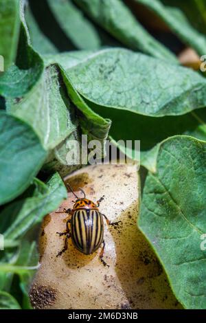 Un'immagine ravvicinata del coleottero di patate a strisce del Colorado che striscia sulle patate e sulle foglie verdi e le mangia. Foto Stock