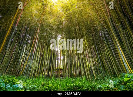 Fitta foresta di boschetti zen di bambù i raggi del sole filtrano attraverso gli alberi in boschetti zen Foto Stock