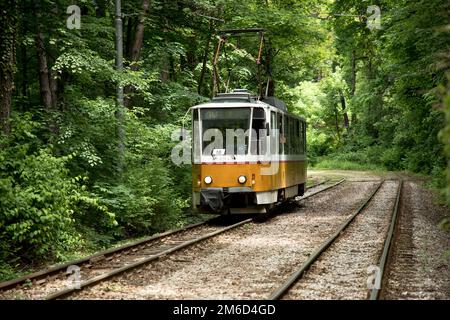 Il treno giallo bulgaro viaggia attraverso la fitta foresta verde nella capitale della Bulgaria, Sofia. Foto Stock