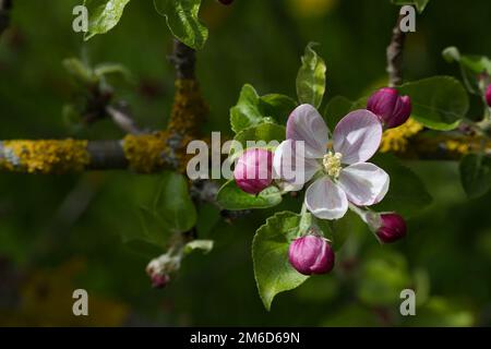 Fiore ramo di albero di mela. Fondo primaverile con profondità di campo bassa Foto Stock